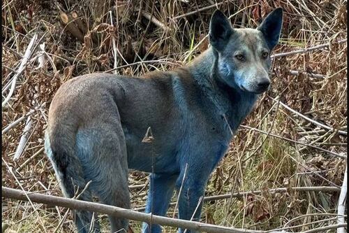 A verdade sobre a descoberta de cães com pelagem azul intensa na Zona de Exclusão de Chernobyl