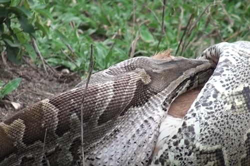 Flagrante choca ao mostrar como cobra píton é capaz de engolir um grande animal; veja vídeo