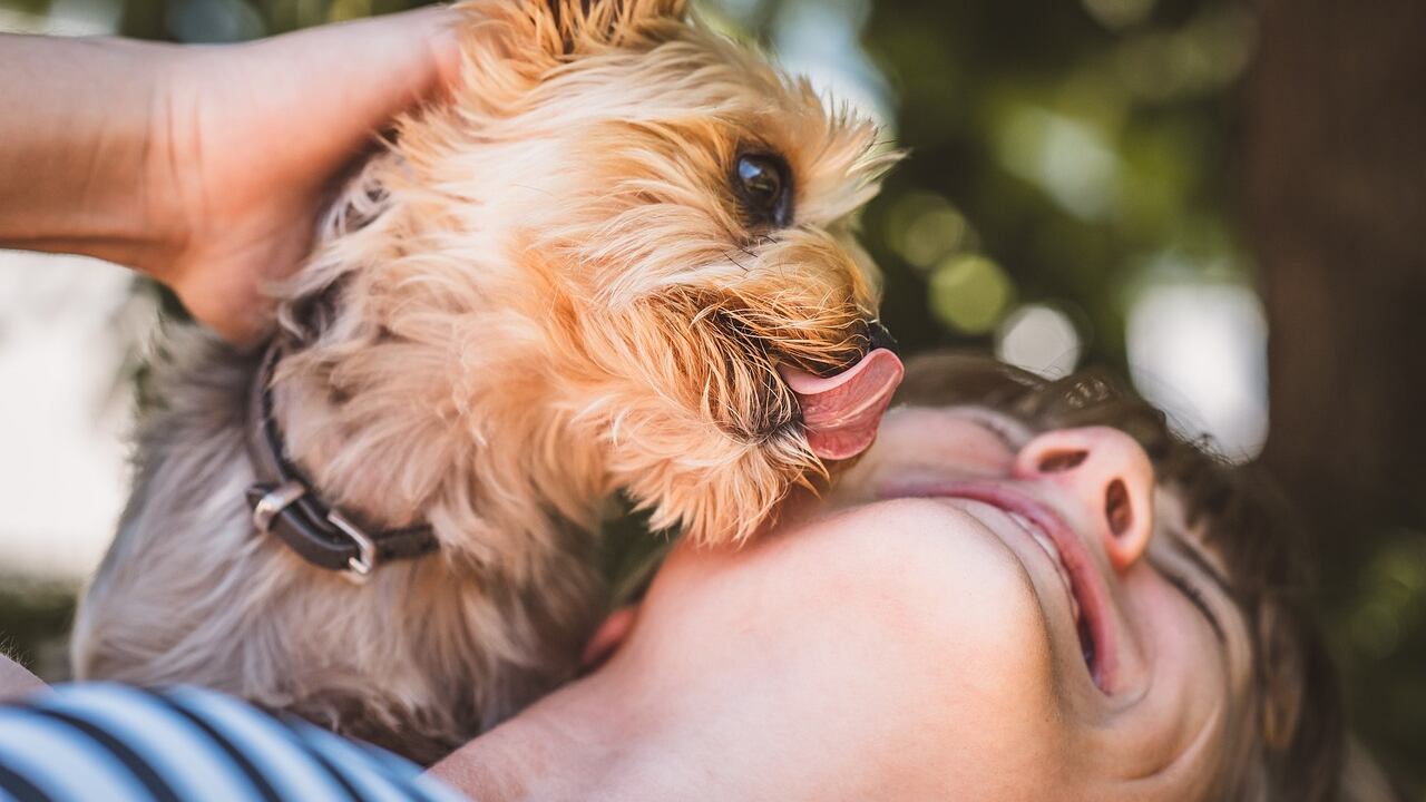 Mascotas lamiendo a humanos