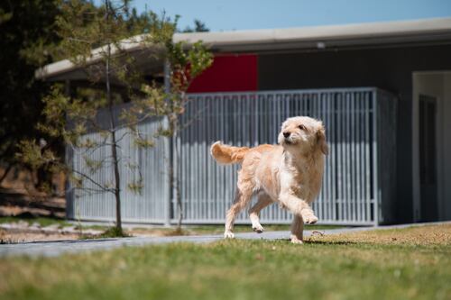 Siga estes conselhos para evitar que o seu animal de estimação sofra no calor