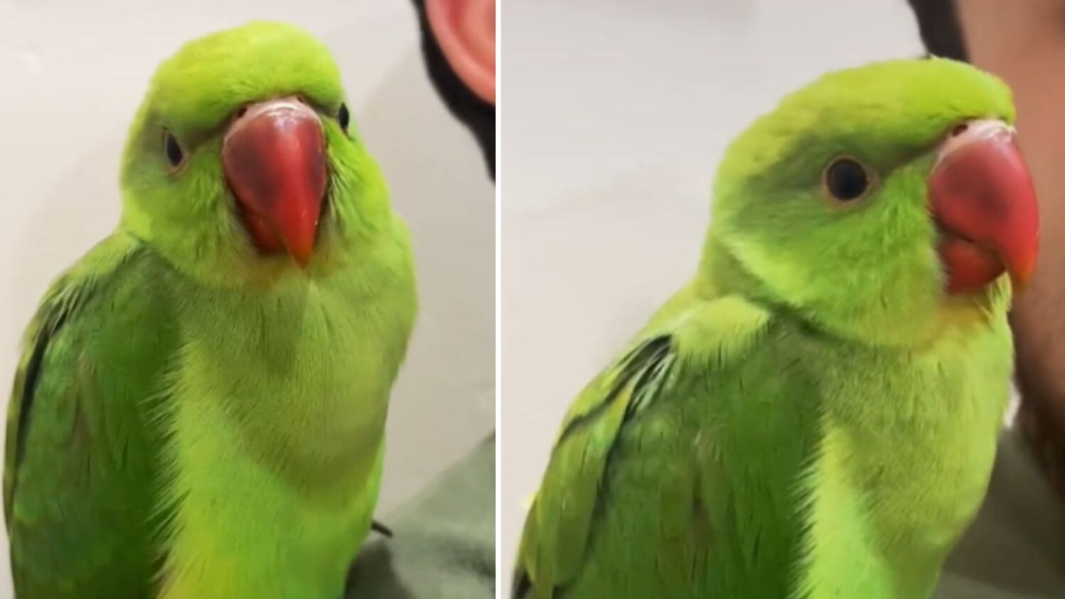 Noodle preocupou seus donos, que acharam que ele estava doente