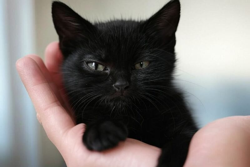 Gato Pequeño - Imagen de Grok IA de X