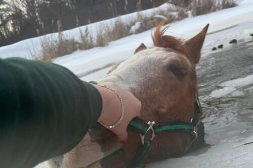 Mulher resgata cavalo de lago congelado e história emociona: ‘Meu pior medo se tornou realidade’