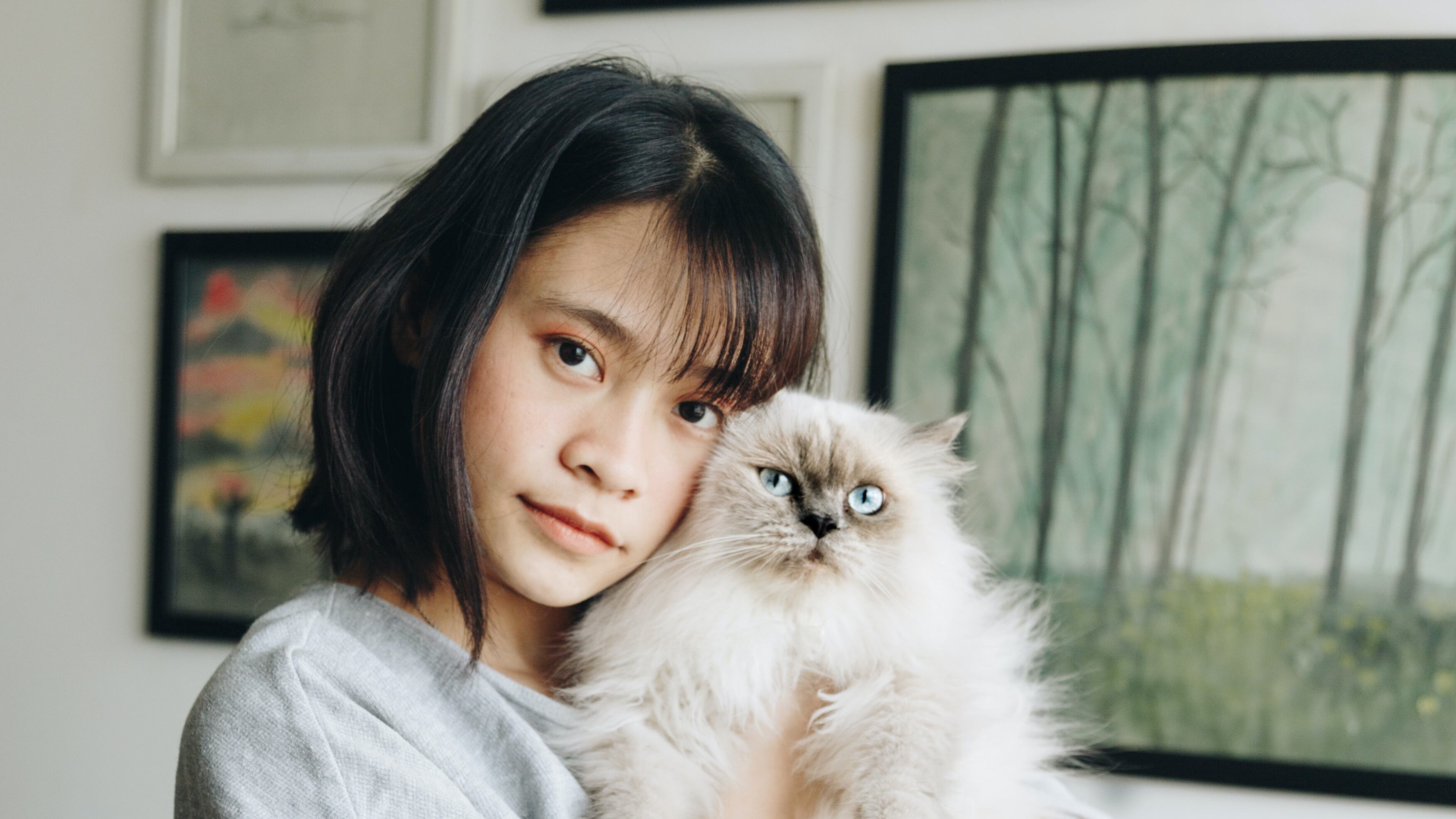 Veja as 5 raças de gato mais peludas