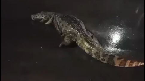 Jacaré virou churrasco após ser atropelado