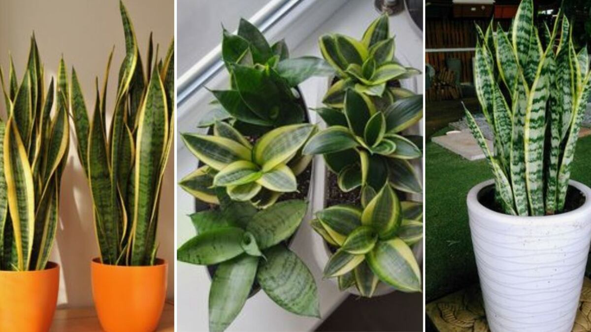 Feng Shui: ¿Cómo debes activar la lengua de suegra en enero para atraer el dinero y la buena suerte?