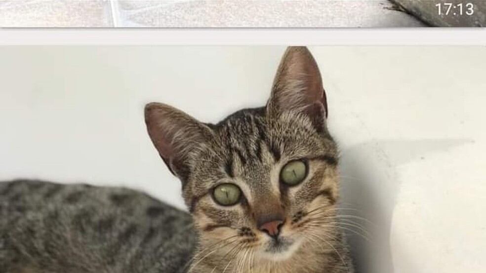 Gato ajuda a localizar corpo de tutor em Petrópolis