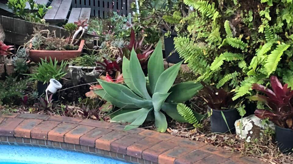 Cobra píton camuflada em jardim.