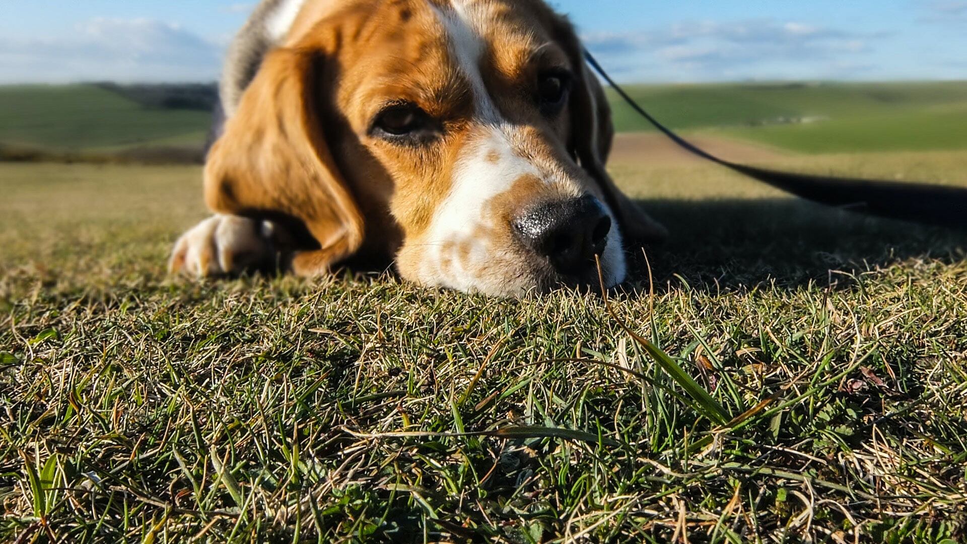 Cachorro deitado na grama