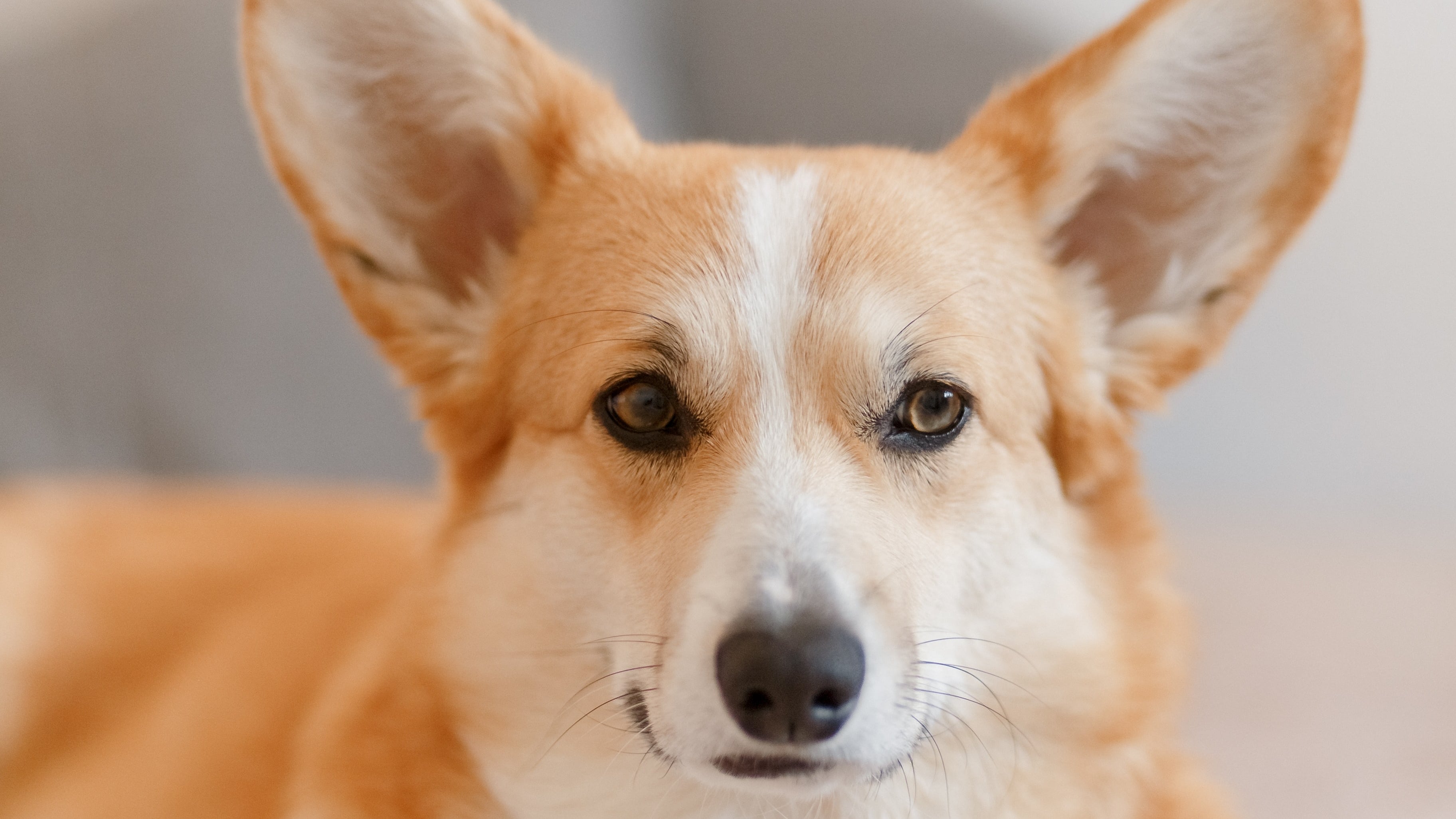 Cão da raça Corgi
