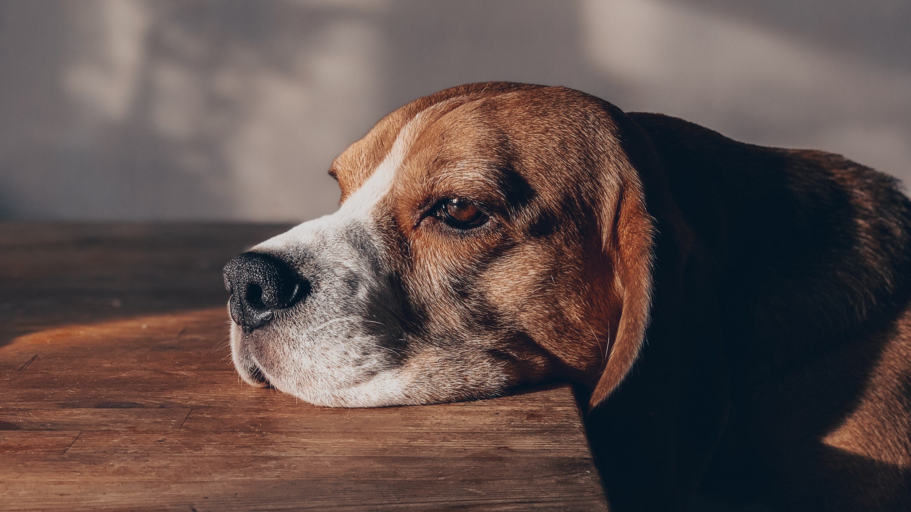 Seu cachorro pode estar com depressão e você não sabe