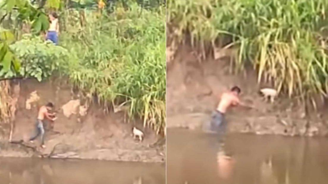 Vídeo registra momento em que jovem entra em rio para salvar cachorrinho de ataque de crocodilo