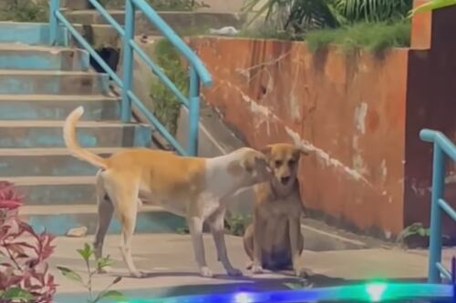 Alerta de fofura: cachorrinho consola seu amigo depois de não receber comida.