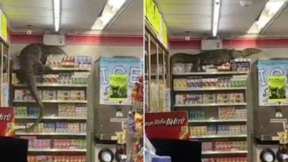 Vídeo registra momento que largato gigante invade supermercado e situação termina em pânico