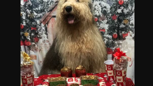 Cãonetone conquista donos de pets e vira febre em Minas Gerais