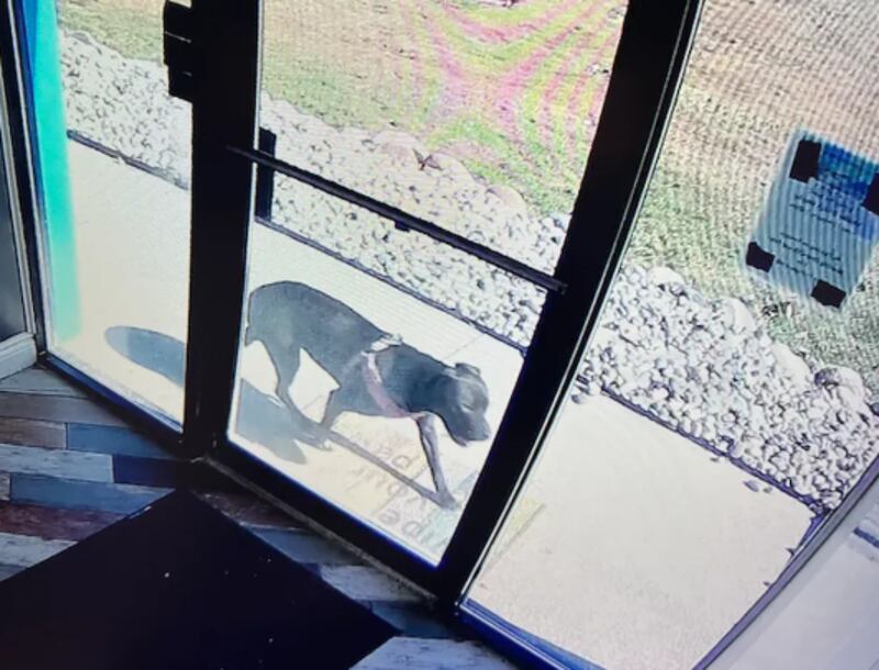 Cadela foi até creche que frequenta após acidente