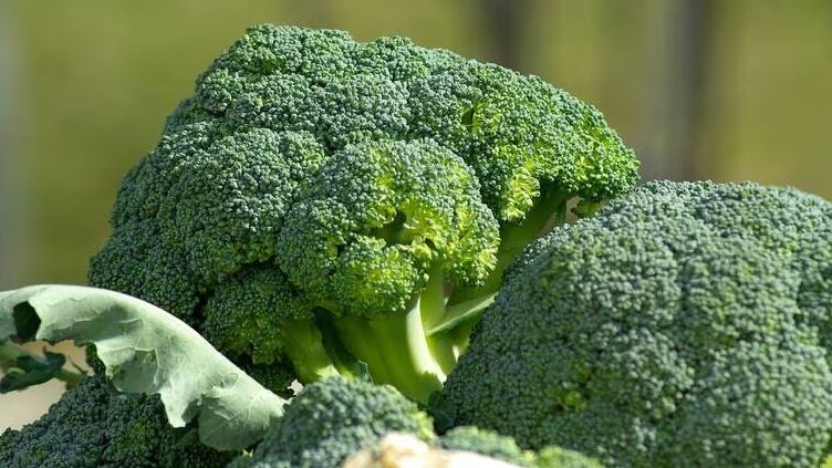 Benefícios do brócolis/ reprodução