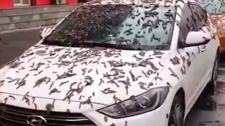 Carros ficaram cobertos de "vermes" na China