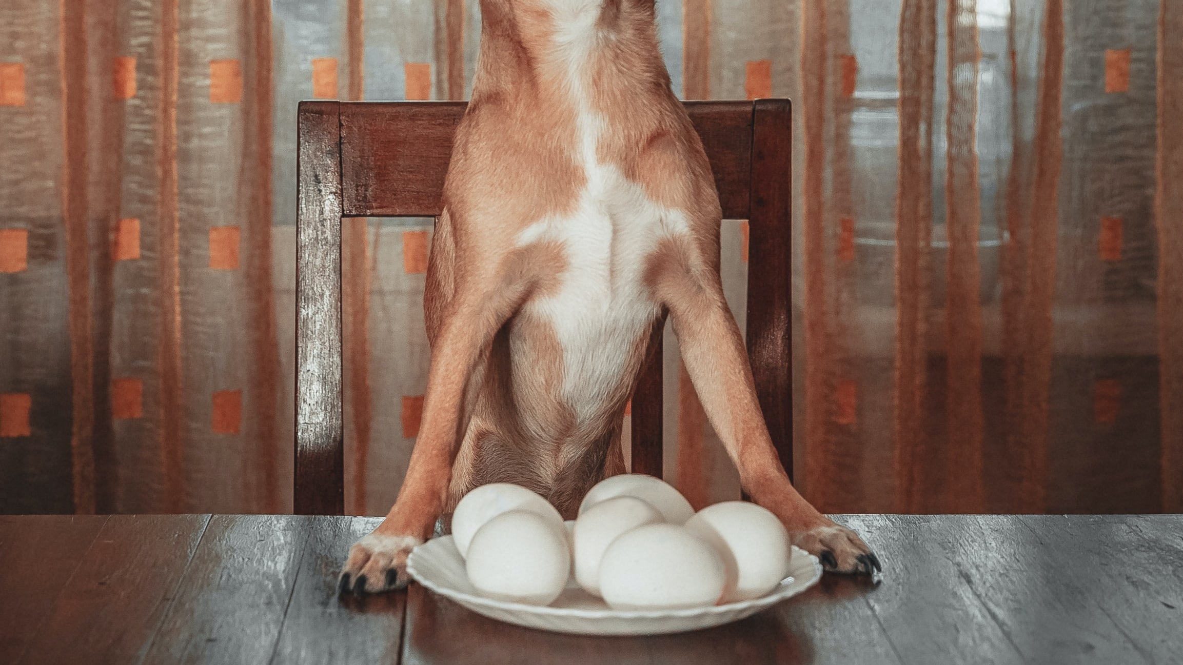 Cachorro comendo ovo cozido