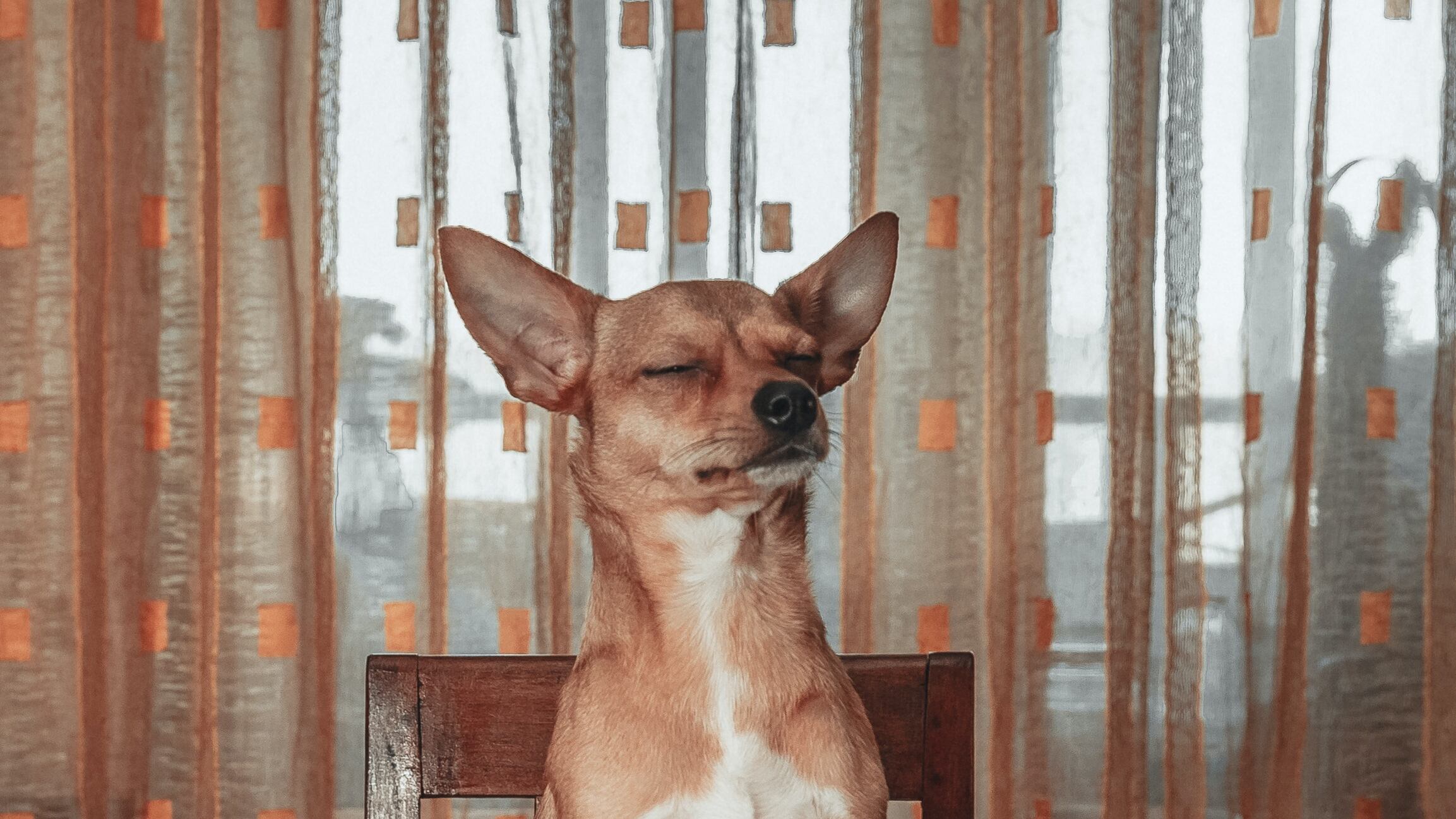 Cachorro comendo ovo cozido
