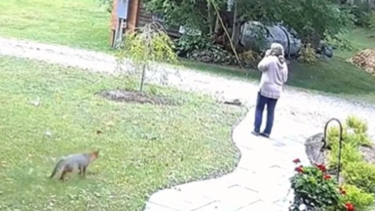Mulher é atacada por raposa na frente de casa nos EUA
