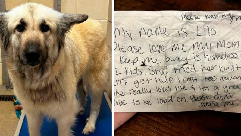 Cachorra abandonada com bilhete