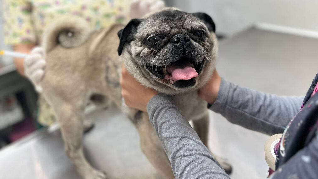 El Pug sufrió de maltrato por parte de su dueño que fue denunciado mediante la red social X.