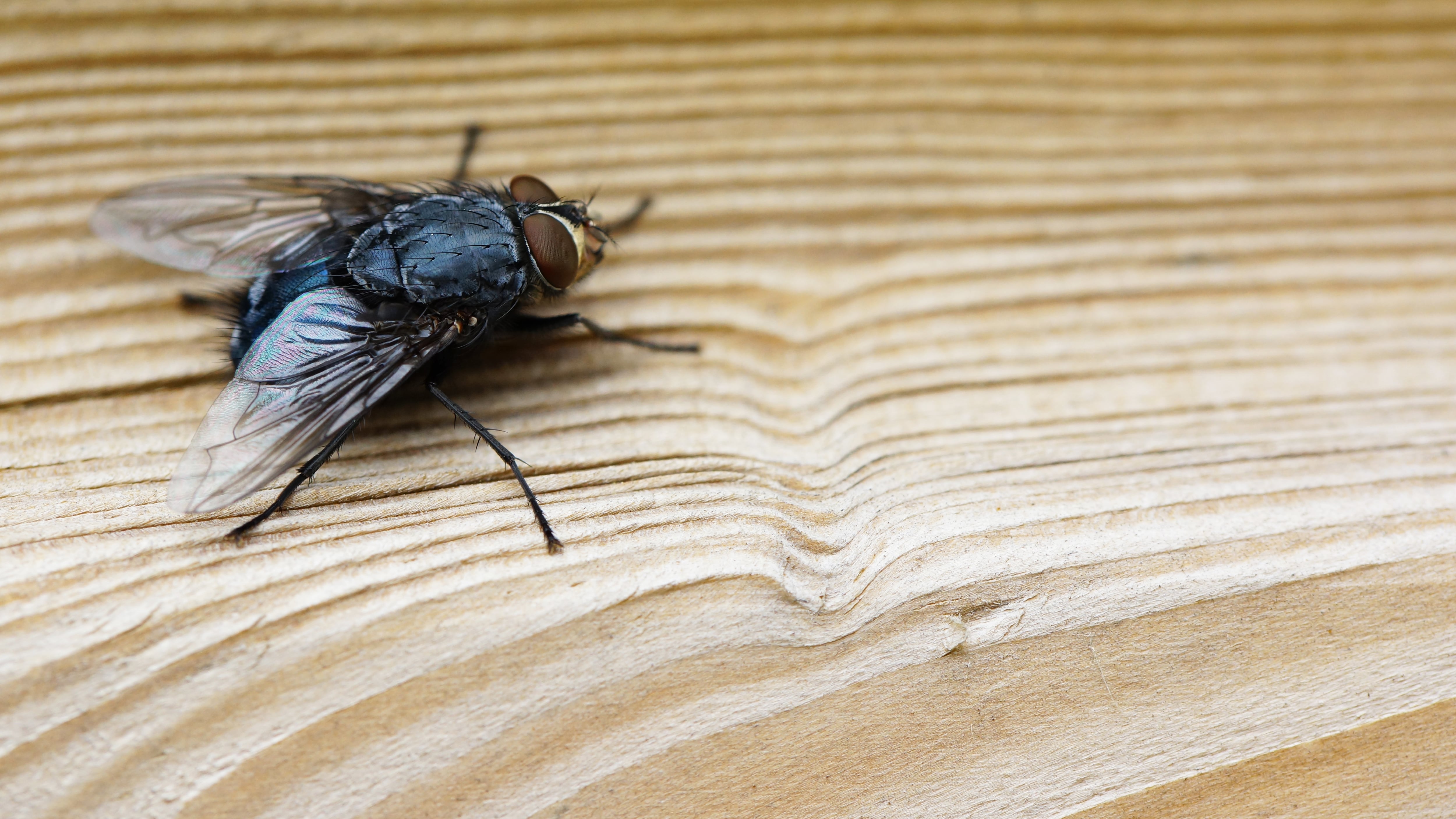 Aprenda truques para se livrar de moscas e outros insetos de dentro de casa