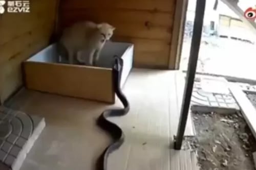 Vídeo flagra momento em que gato espanta cobra peçonhenta na base da ‘unhada’