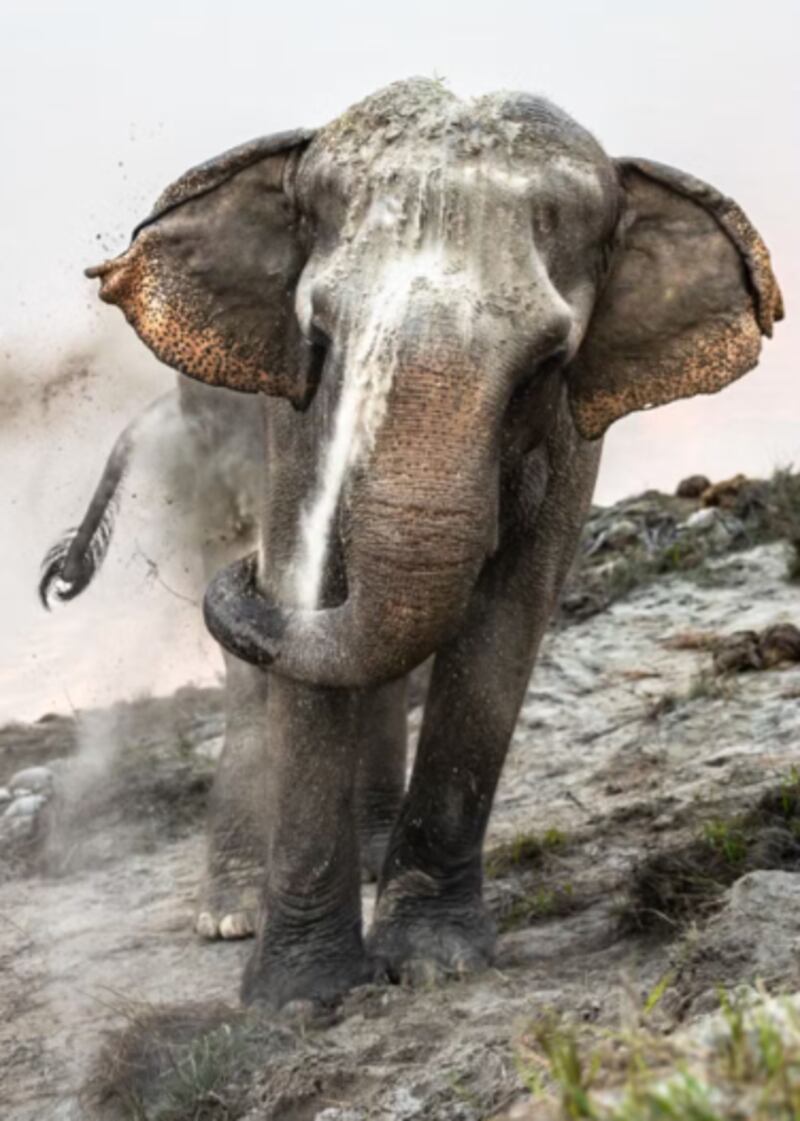 Um elefante na margem do rio Narayani (Nepal) toma um banho de areia para se proteger contra picadas de insetos e o manter aquecido nos meses mais frios do inverno. — Foto: Ju Shen Lee/Sony World Photography Awards