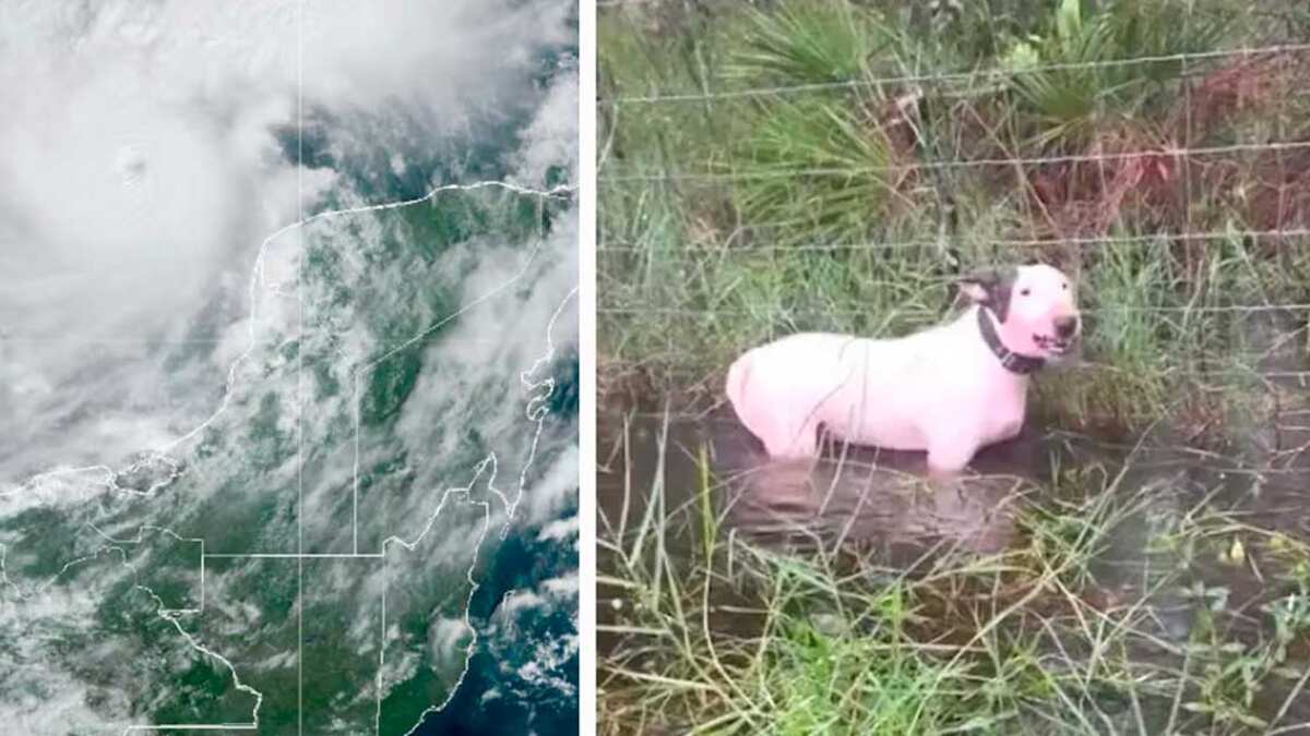Cachorro foi abandonado amarrado a poste na Flórida