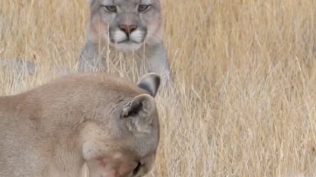 Momento registro raro viralizou nas redes sociais.