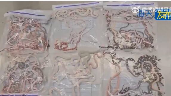 Vídeo: homem é preso na China após tentar entrar no país com mais de 100 cobras vivas na calça