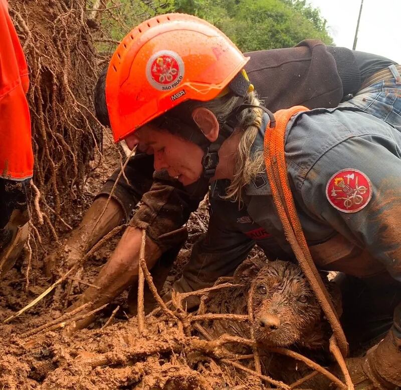 Cachorro ficou soterrado após deslizamento de terra em Campos do Jordão