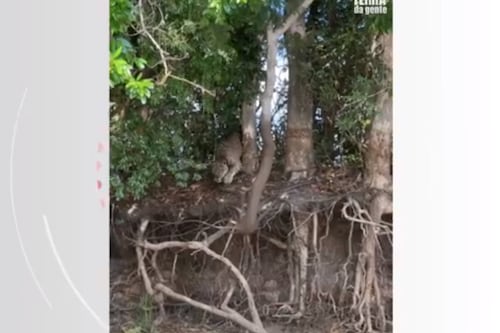 Vídeo flagra onça predando jacaré no Pantanal com ataque voador e mortal