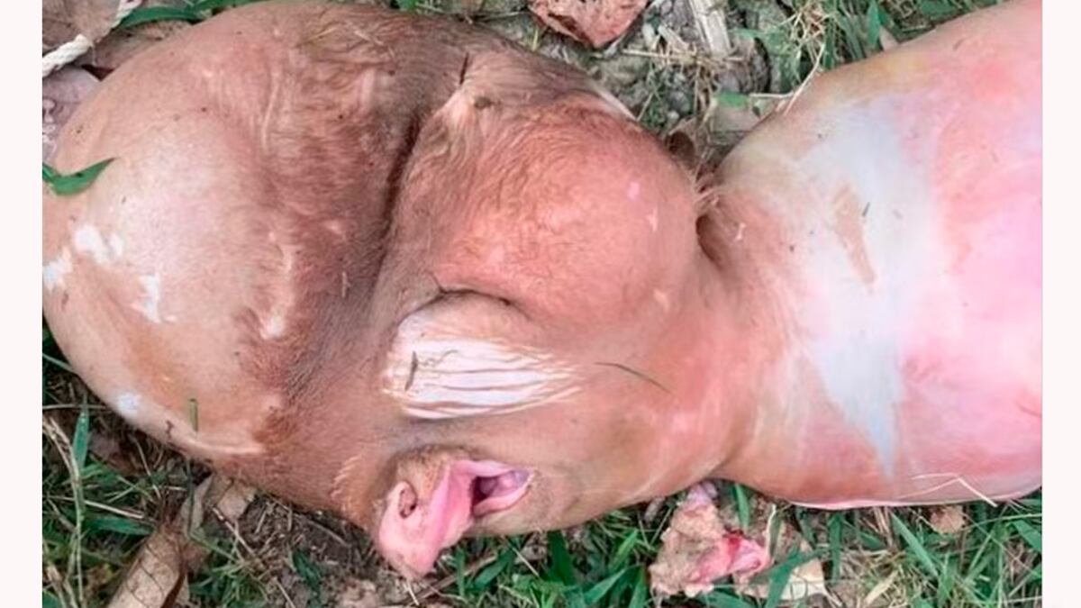 Imagem do animal nascido na Tailândia