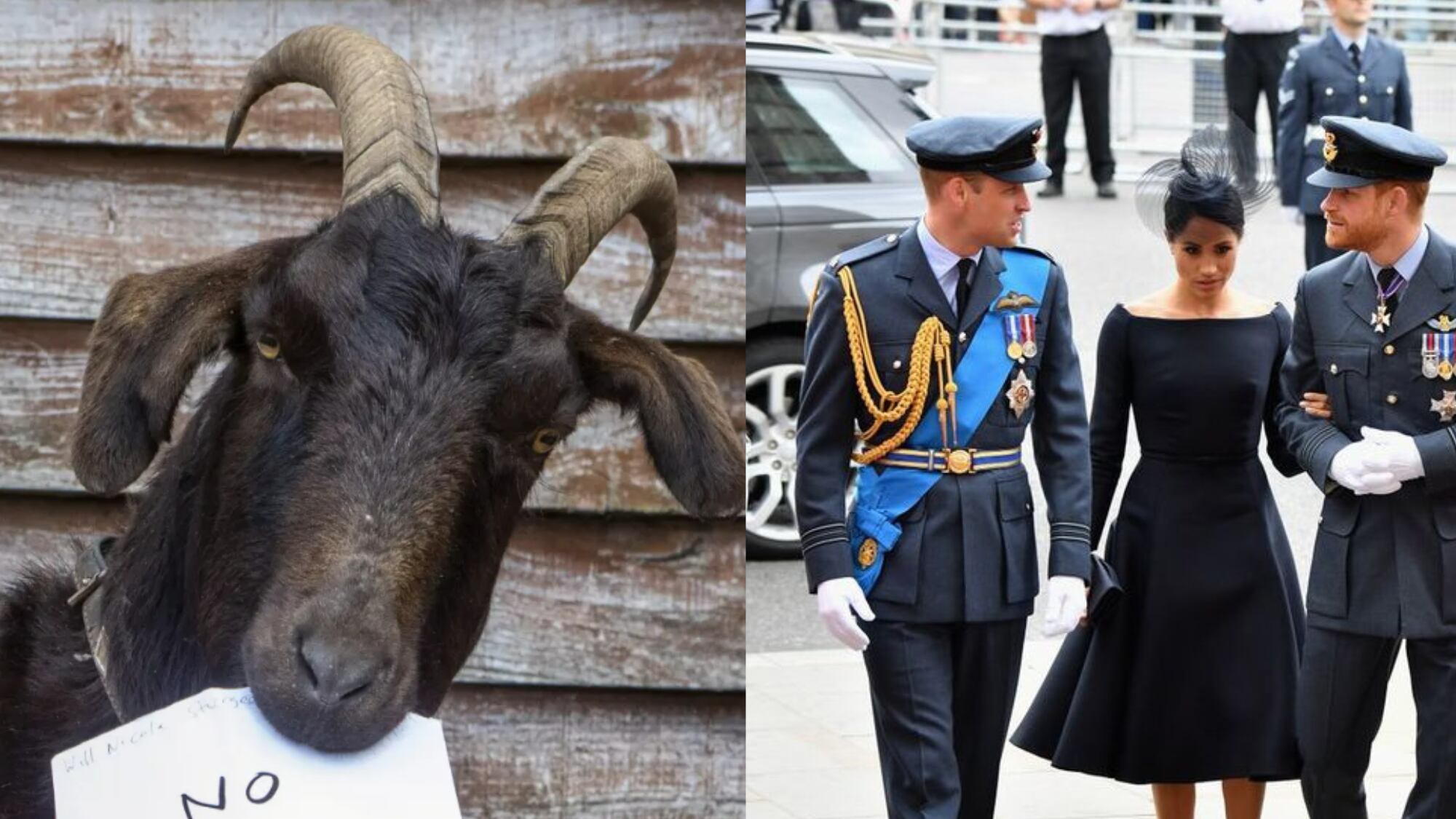 Conhecido como Billy, o bode tem notícias sobre a família real britânica