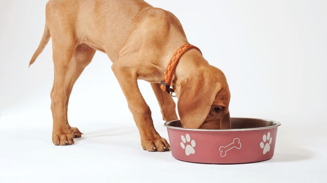 Nutrición adaptada al ciclo de vida de tu perro: cuida su salud en todas las etapas