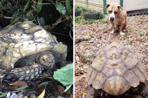 Tartaruga fujona é encontrada mais de três anos depois a 8 km de casa