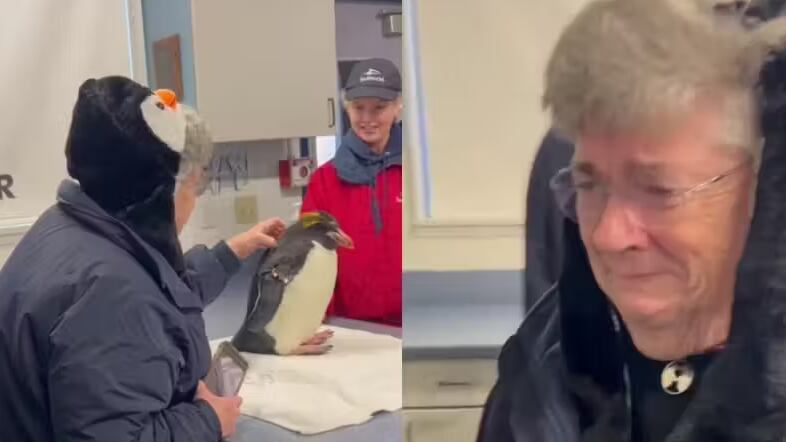A idosa, que é muito fã de pinguins, se emocionou ao realizar o sonho de acariciar a ave pela primeira vez. - Foto: Pix via SWNS