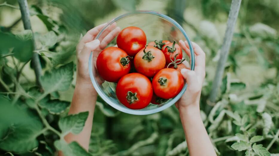 Tomate para saúde/ reprodução
