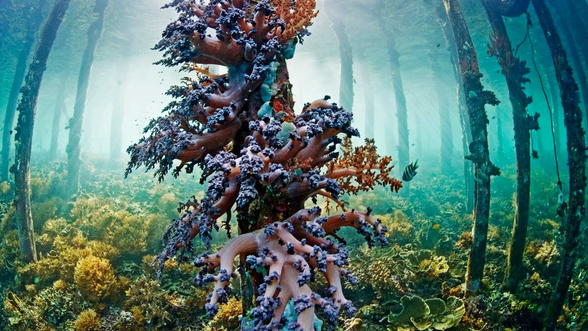 Animal misterioso é flagrado no Mar Vermelho