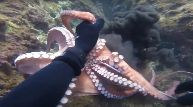 Vídeo impactante revela como é a caça de um polvo gigante no fundo do mar (imagens sensíveis)