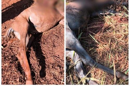 Pitbull e rottweiler matam dois cavalos e um cachorro no noroeste de MG; animais tiveram a face dilacerada