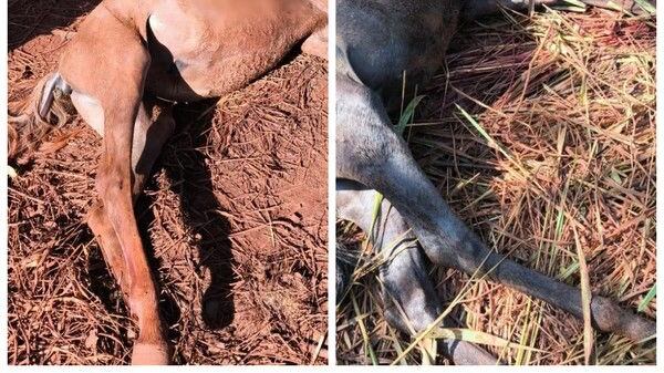 Pitbull e rottweiler matam dois cavalos e um cachorro no noroeste de MG; animais tiveram a face dilacerada