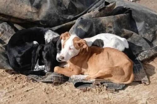 Cachorros se aconchegam em pilha de lixo para sobreviver inverno e socorrista declara: ‘Isso nos mata’