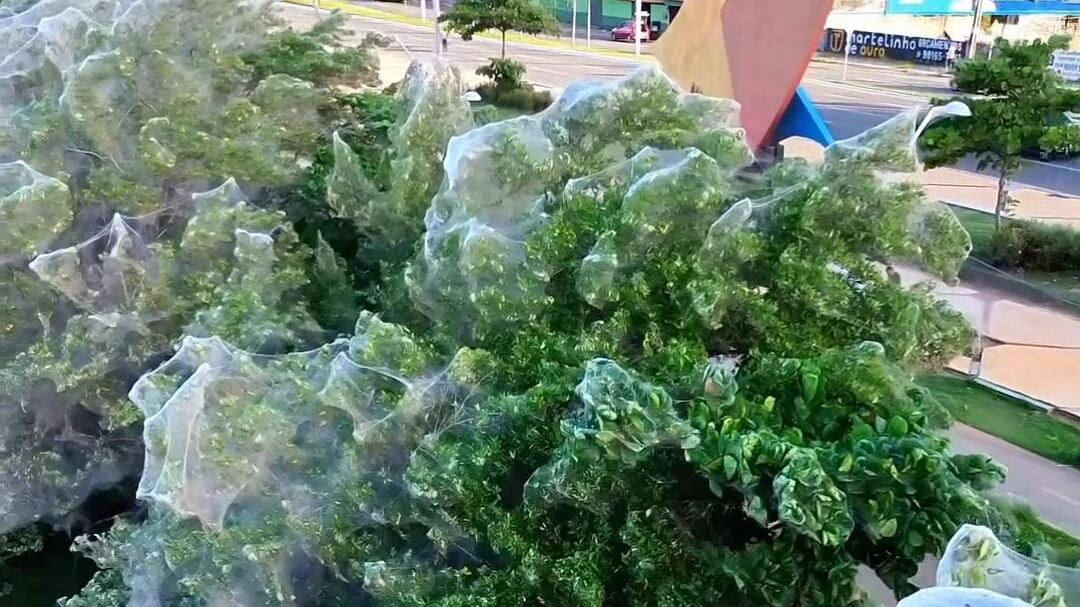 Vídeo: milhões de aranhas invadem ponto turístico de Maranhão; descubra se visita são perigosas