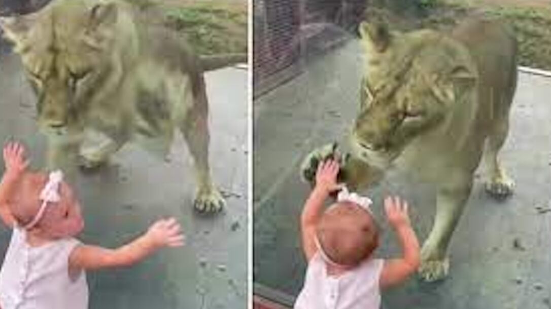 Vídeo impressionante