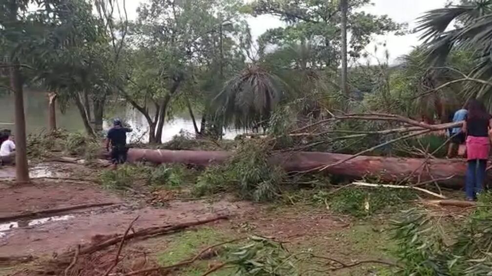 Árvore mata criança de 7 anos em Campinas