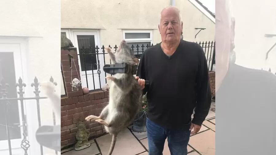 Homem encontra e captura rato gigante do tamanho de um ‘cachorro’ em seu jardim